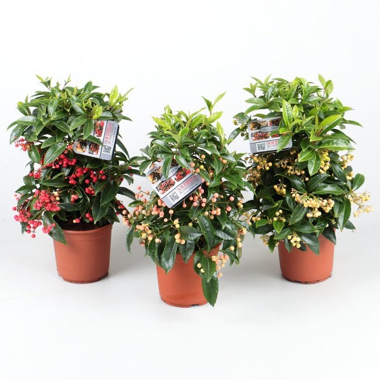 Ardisia Crenata